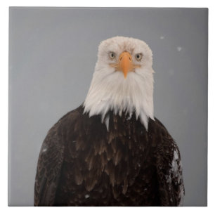 Bald Eagle Portrait in the Snow, Haliaeetus Tile