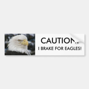 Bald Eagle Portrait Photo Bumper Sticker