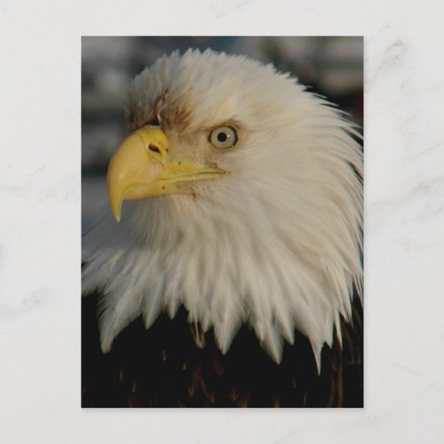 Bald Eagle Portrait Photo Postcard (Front)