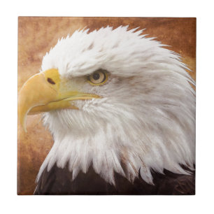 Bald Eagle Portrait Tile