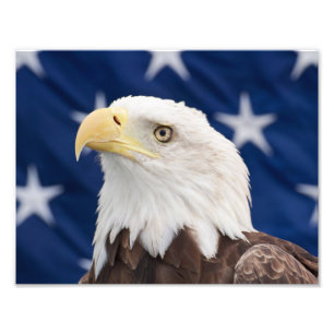 Bald Eagle Portrait with stars Photo Print