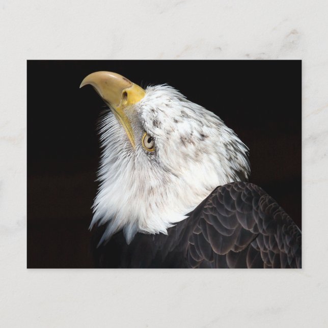 Bald Eagle Portriat Postcard (Front)
