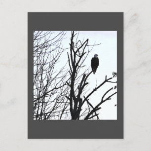 Bald Eagle Postcard