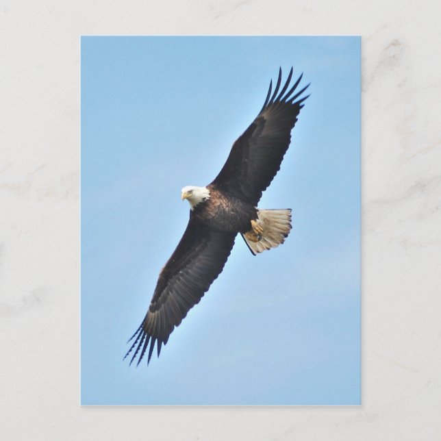 Bald Eagle Postcard (Front)