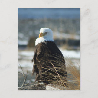 Bald Eagle Postcard