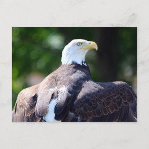 Bald Eagle Postcard