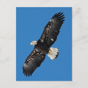 Bald Eagle Postcard