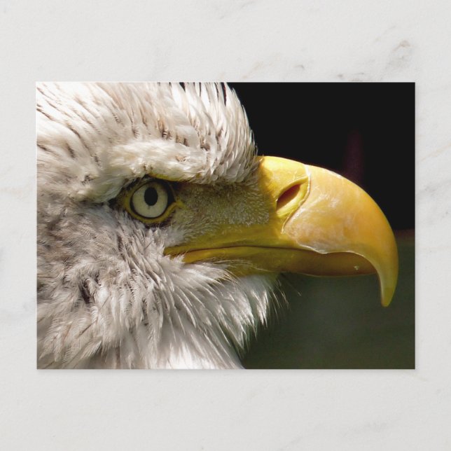 BALD EAGLE POSTCARD (Front)