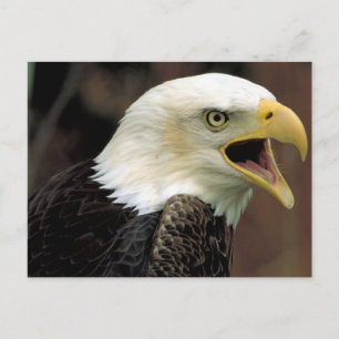 Bald Eagle Postcard