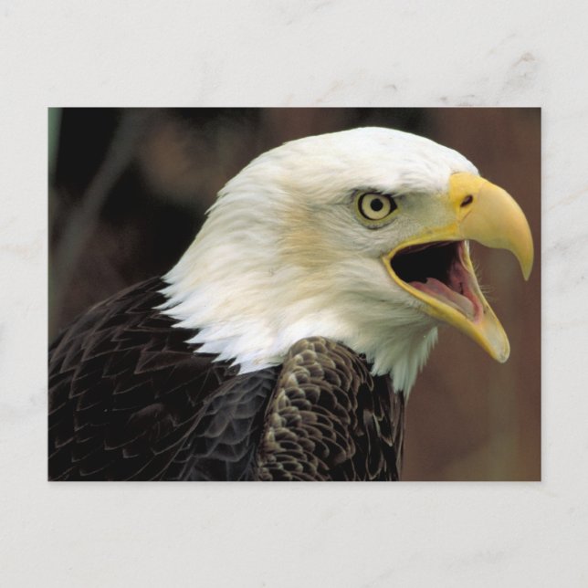 Bald Eagle Postcard (Front)