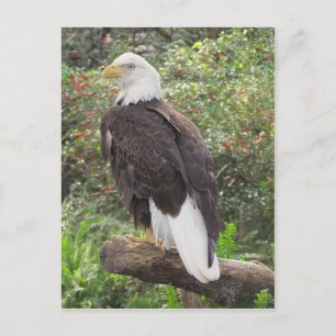Bald Eagle Postcard