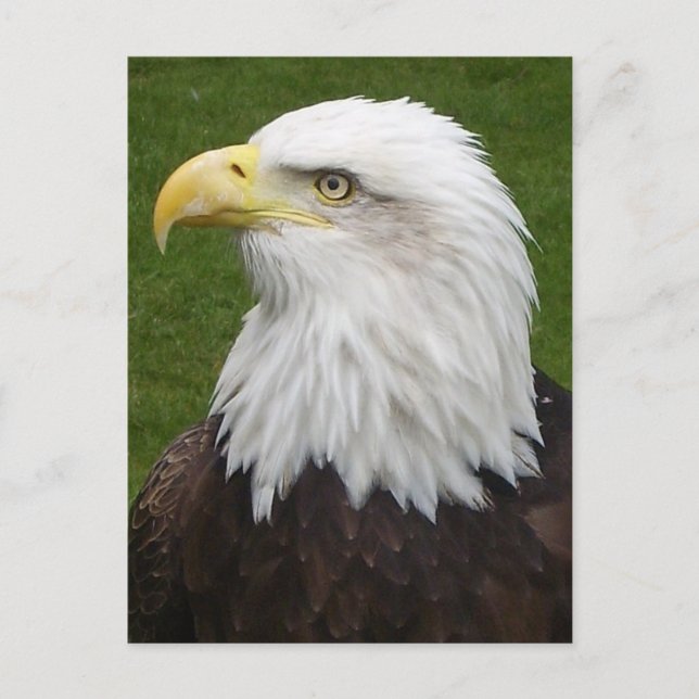 Bald Eagle Postcard (Front)