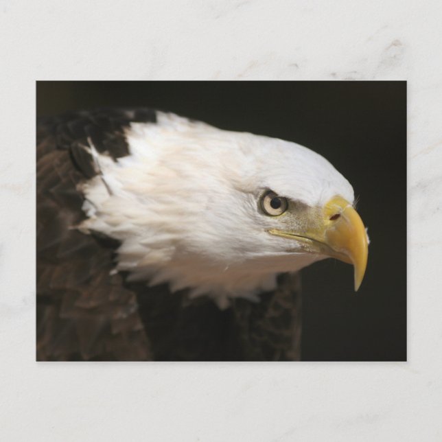 Bald Eagle Postcard (Front)