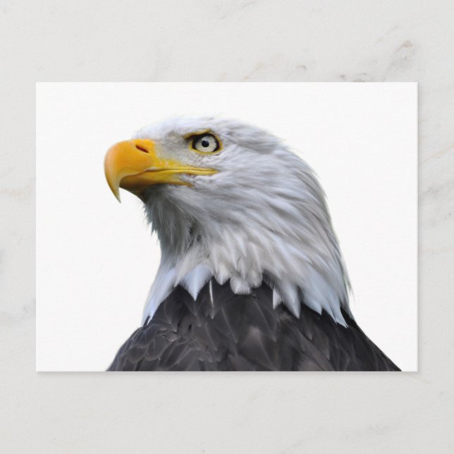 Bald Eagle Postcard (Front)