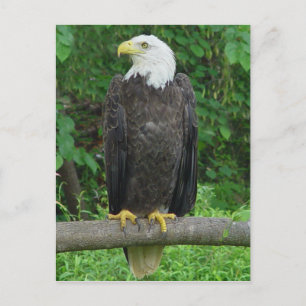 Bald Eagle Postcard