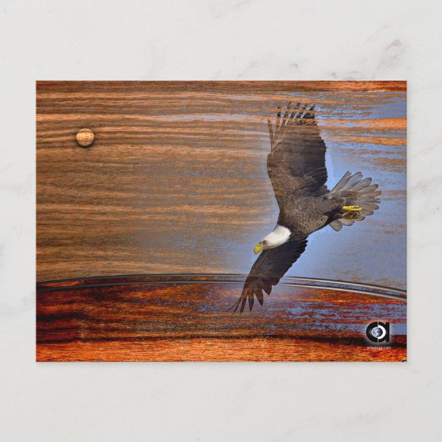 BALD EAGLE POSTCARD (Front)