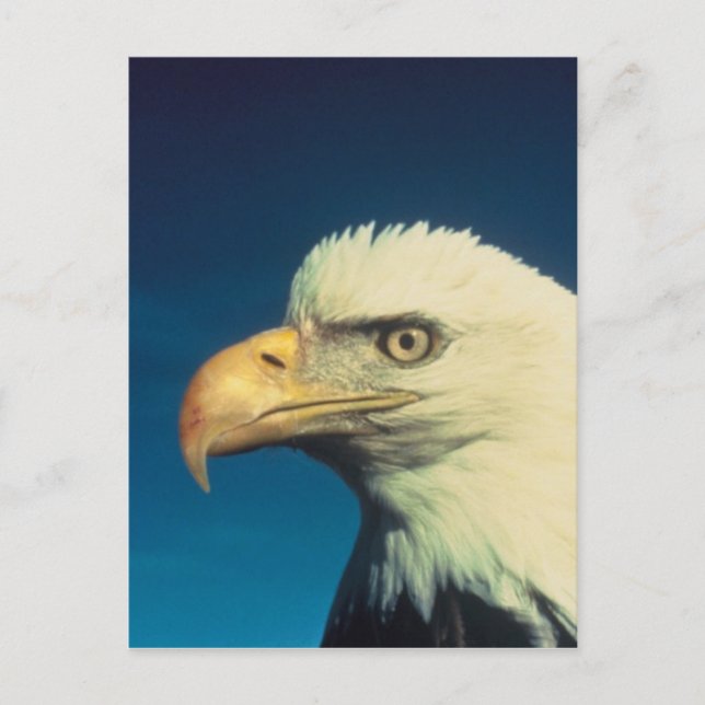 Bald Eagle Postcard (Front)
