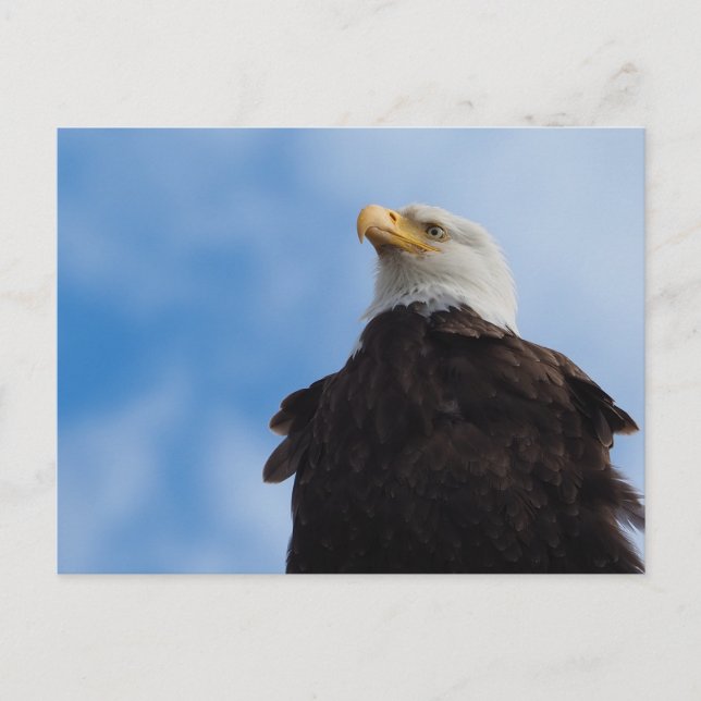 Bald Eagle Postcard (Front)