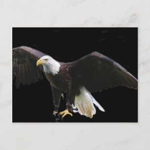 Bald Eagle Postcard