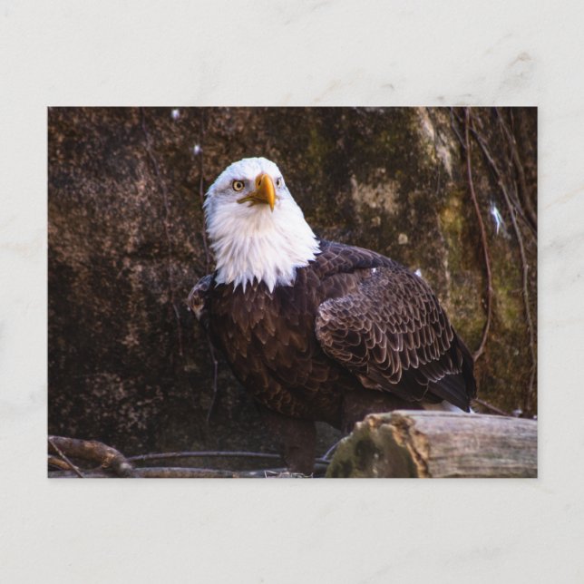 Bald Eagle Postcard (Front)