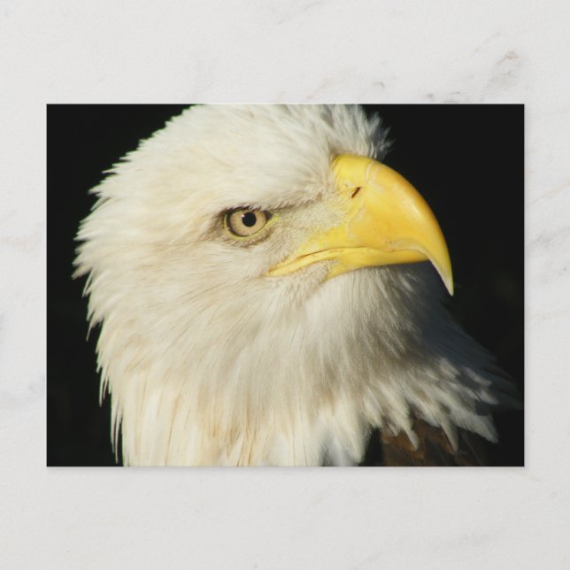 Bald Eagle Postcard (Front)