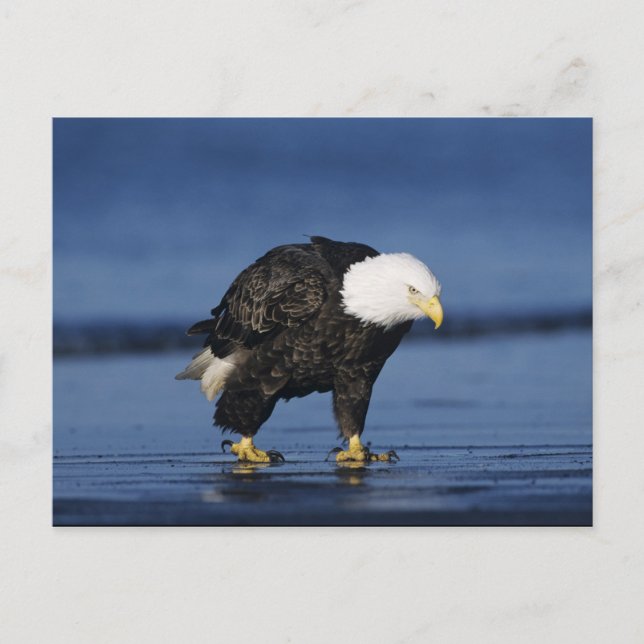 Bald Eagle Postcard (Front)