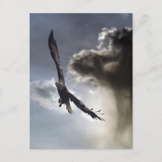 Bald Eagle Postcards