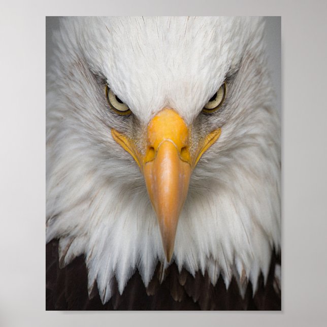 Bald eagle poster (Front)