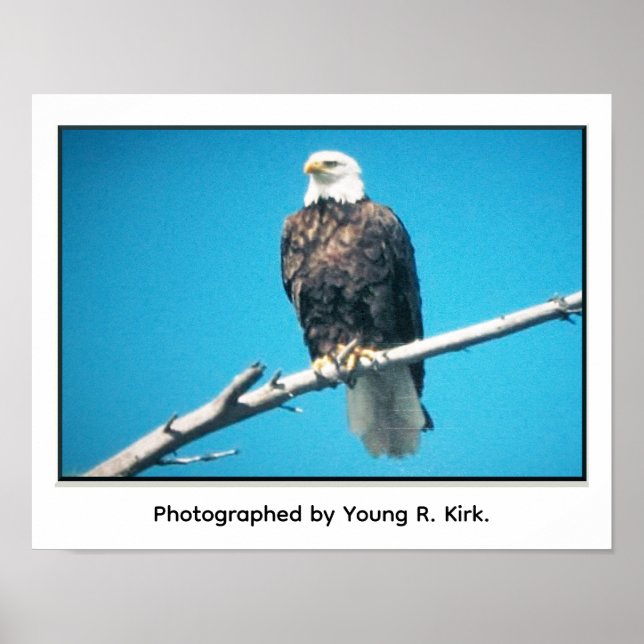 Bald Eagle Poster (Front)