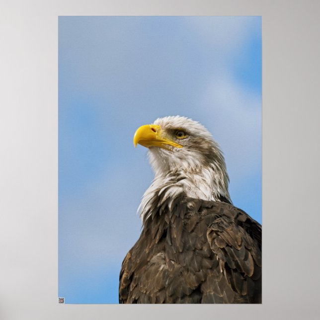 Bald Eagle Poster (Front)