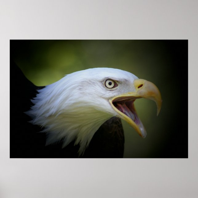 Bald Eagle poster (Front)
