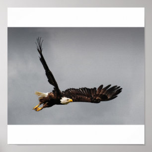Bald Eagle Poster