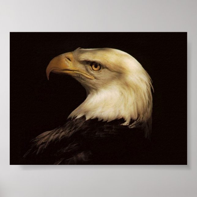 BALD EAGLE POSTER (Front)