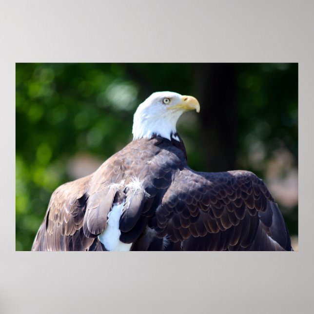 Bald Eagle Poster (Front)