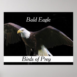 Bald Eagle Poster
