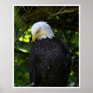 Bald Eagle Poster