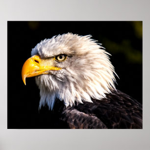 Bald Eagle Poster