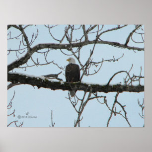 Bald Eagle Poster