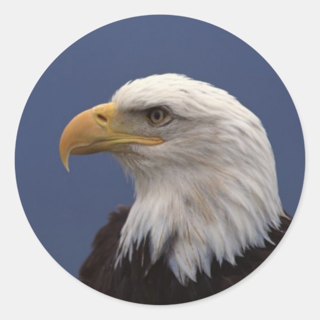 Bald Eagle Profile Classic Round Sticker (Front)