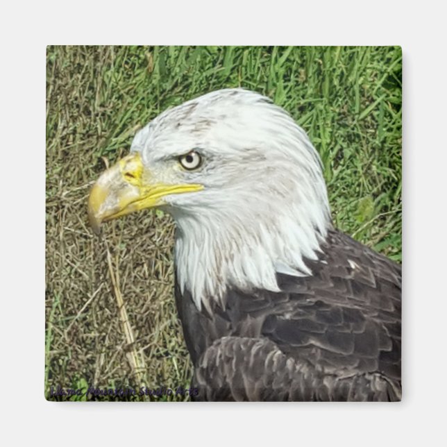 Bald Eagle Profile Magnet (Front)