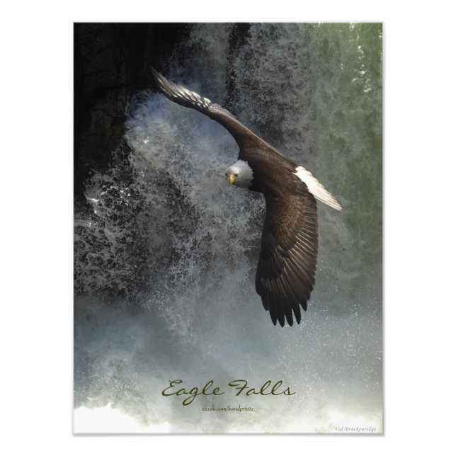 Bald Eagle Raptor Wild Animal Photo Print (Front)
