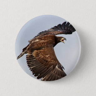 Bald Eagle Shouting Feed Me at an adult 6 Cm Round Badge