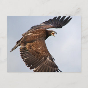 Bald Eagle shouting Feed Me Postcard