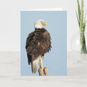 Bald Eagle Sitting Greeting Card