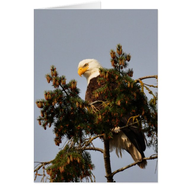 Bald Eagle Sitting in a Fir Tree (Front)