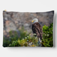 Bald eagle sitting on the rock