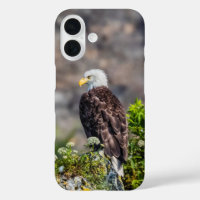 Bald eagle sitting on the rock