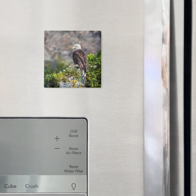 Bald eagle sitting on the rock magnet (In Situ (Fridge))