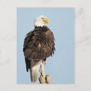 Bald Eagle Sitting Postcard