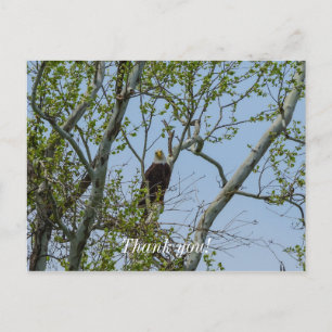 Bald Eagle Smile Postcard